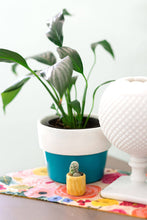 Load image into Gallery viewer, Mini Cactus Kit-real cactus and yellow ceramic vase