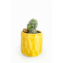 Load image into Gallery viewer, Mini Cactus Kit-real cactus and yellow ceramic vase