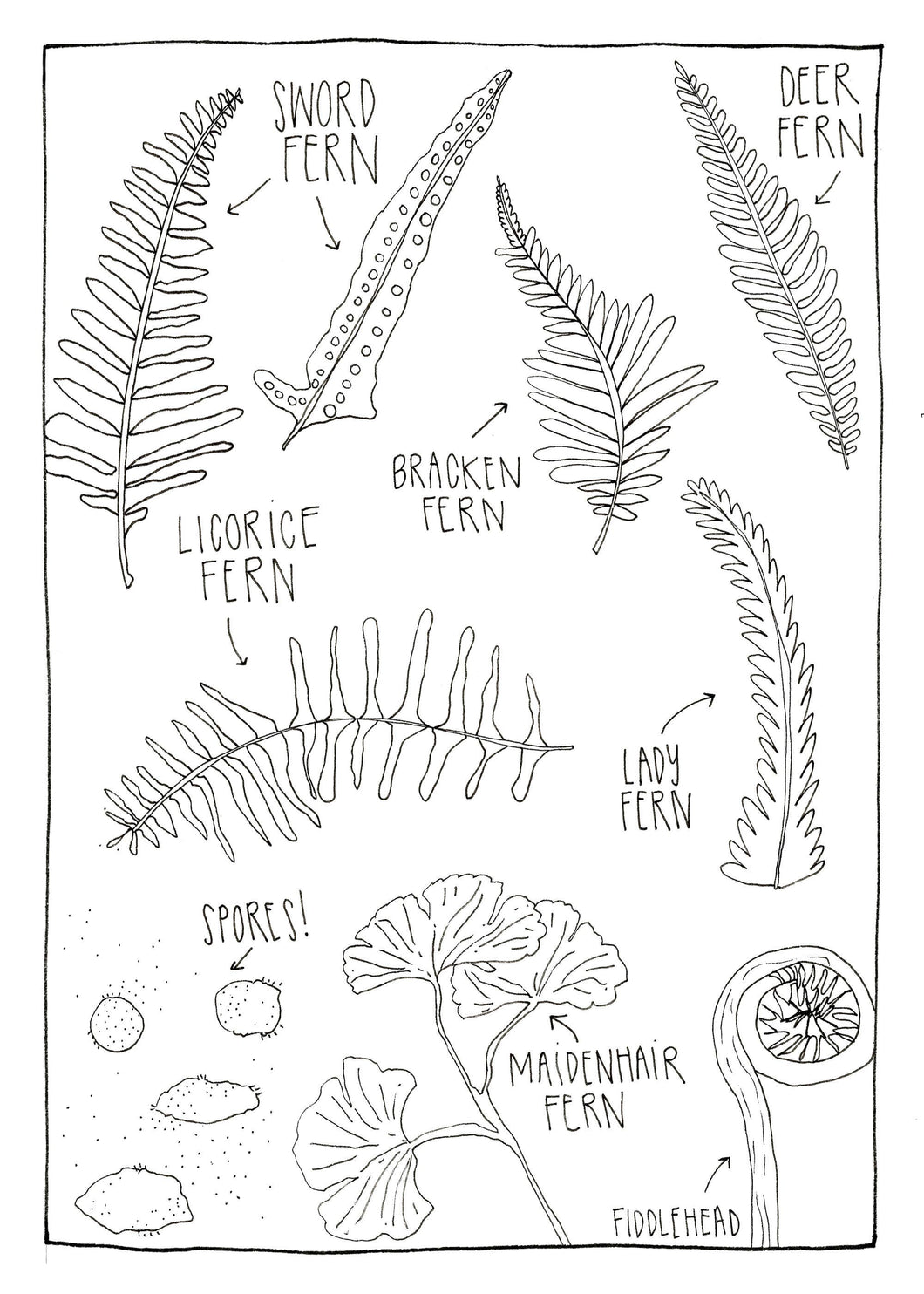 Ferns of The PNW Coloring Postcard