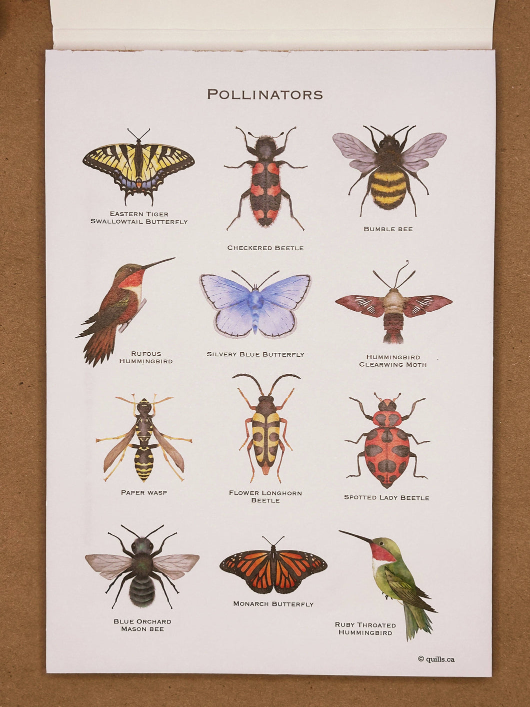 Paintable Postcards: Pollinators