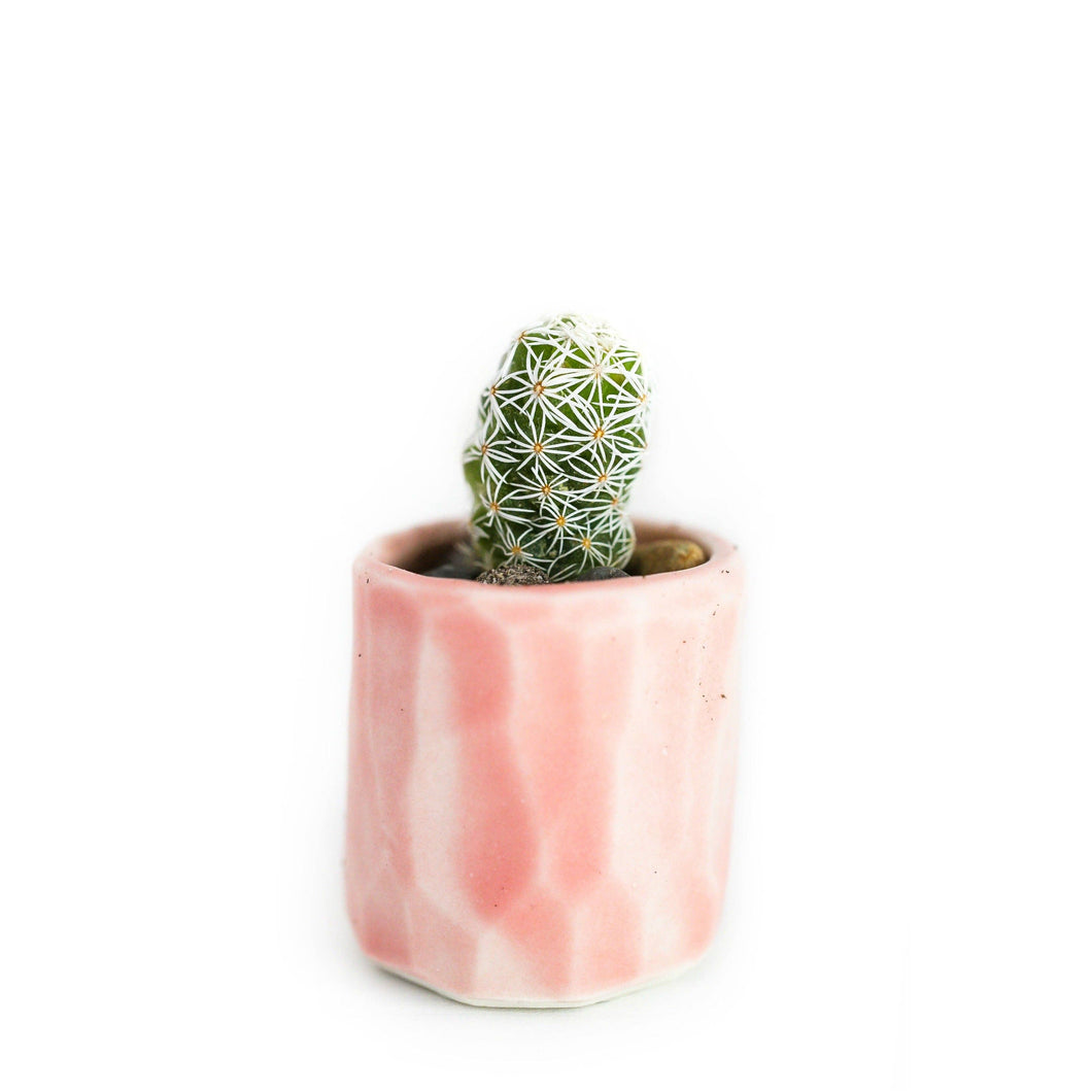 Mini Cactus Kit-real cactus and handmade pink ceramic vase