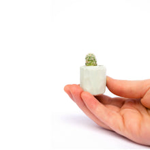 Load image into Gallery viewer, Mini Cactus Kit-real cactus and yellow ceramic vase
