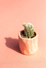 Load image into Gallery viewer, Mini Cactus Kit-real cactus and handmade pink ceramic vase
