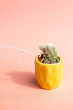 Load image into Gallery viewer, Mini Cactus Kit-real cactus and yellow ceramic vase
