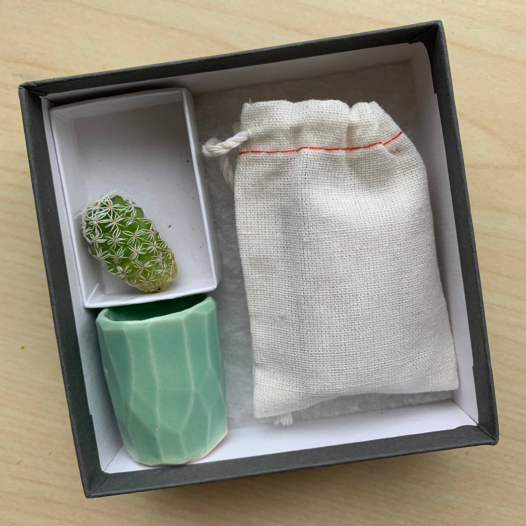 Mini Cactus Kit-real cactus and handmade green ceramic vase