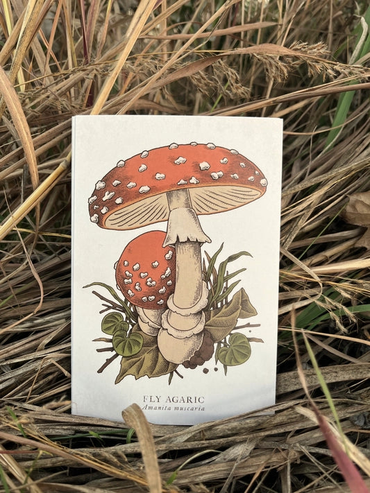 Mushroom Postcard Set