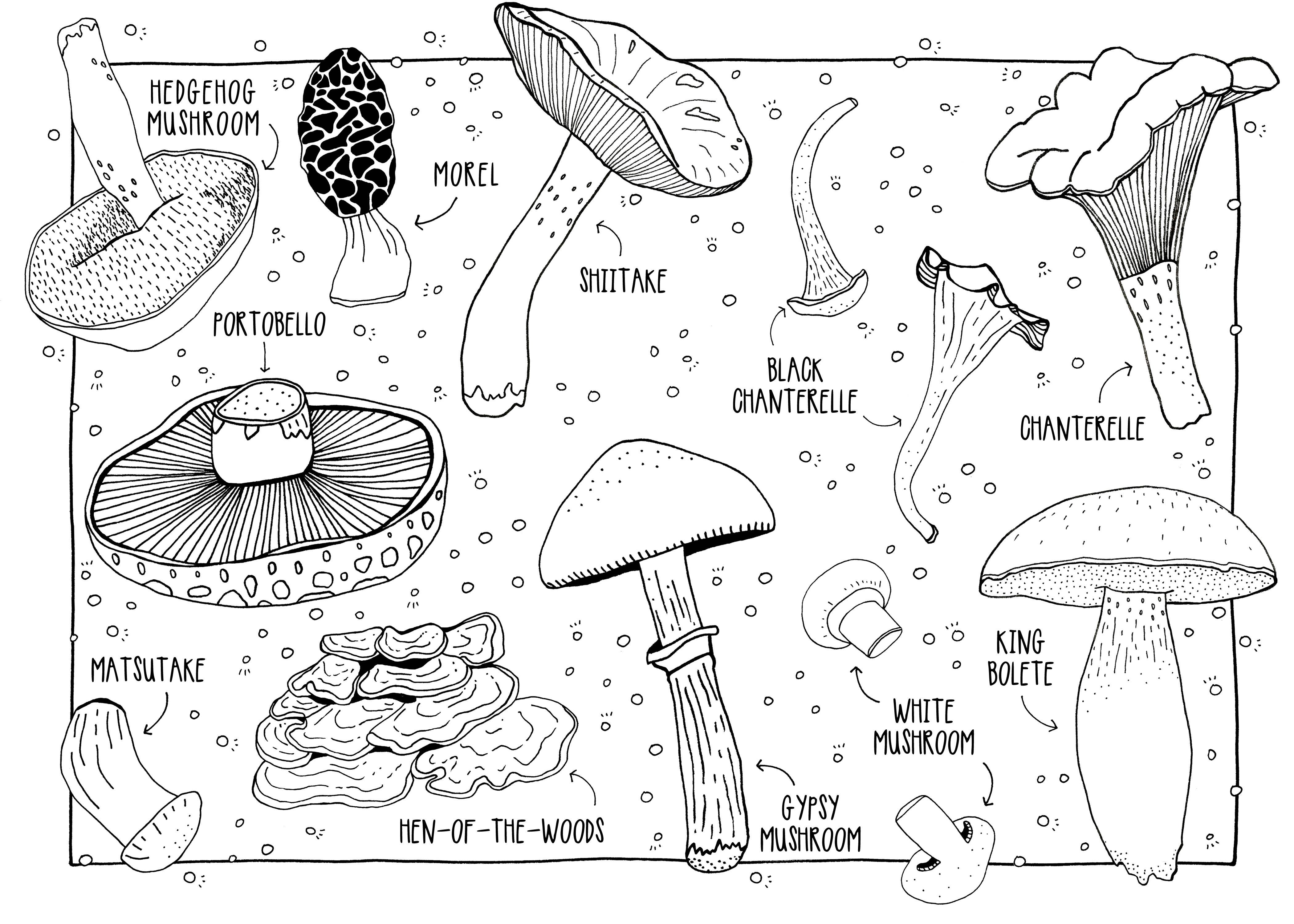 Mushrooms Coloring Postcards – Lauda